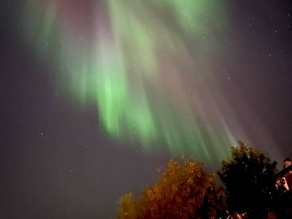 Otto Nordlys Trær Kvadrat
